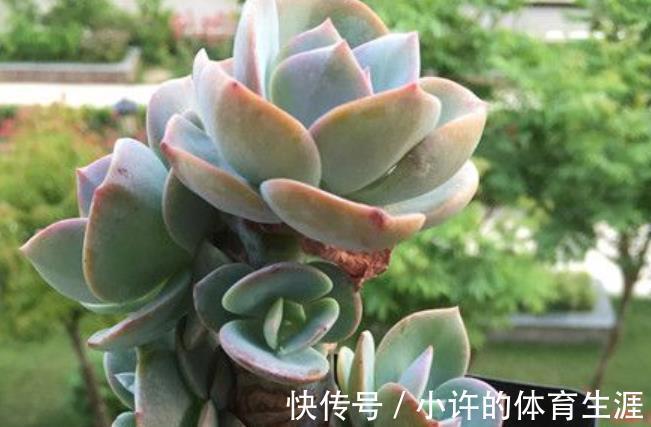 多肉白凤有个小机关，及时打开长势好，轻松养成悬崖桩