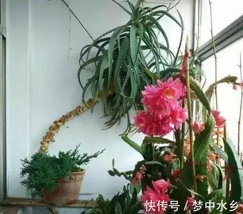 想要芦荟成老桩?知道这个妙招,叶片厚实肥美,几年就成树