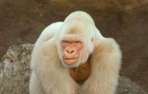 它们罕见而美丽，有的甚至需要涂防晒霜来防晒伤