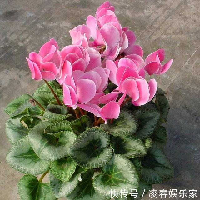 植株|这3种花，夏天不能“瞎浇水”，伤了根救不回来