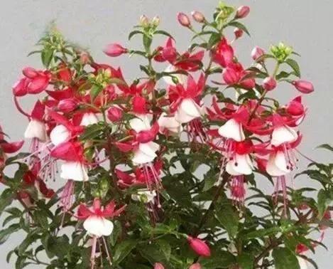 修剪|1种花，花型奇特，花期长，枝条插土10天能生根，比绿萝漂亮100倍