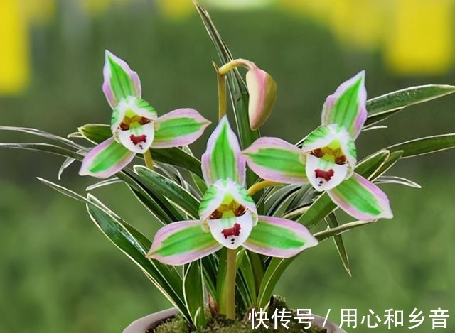 帝王妃兰花|这种兰花极具“帝王气息”，一花双色，兰香浓烈，新手也能养爆盆！
