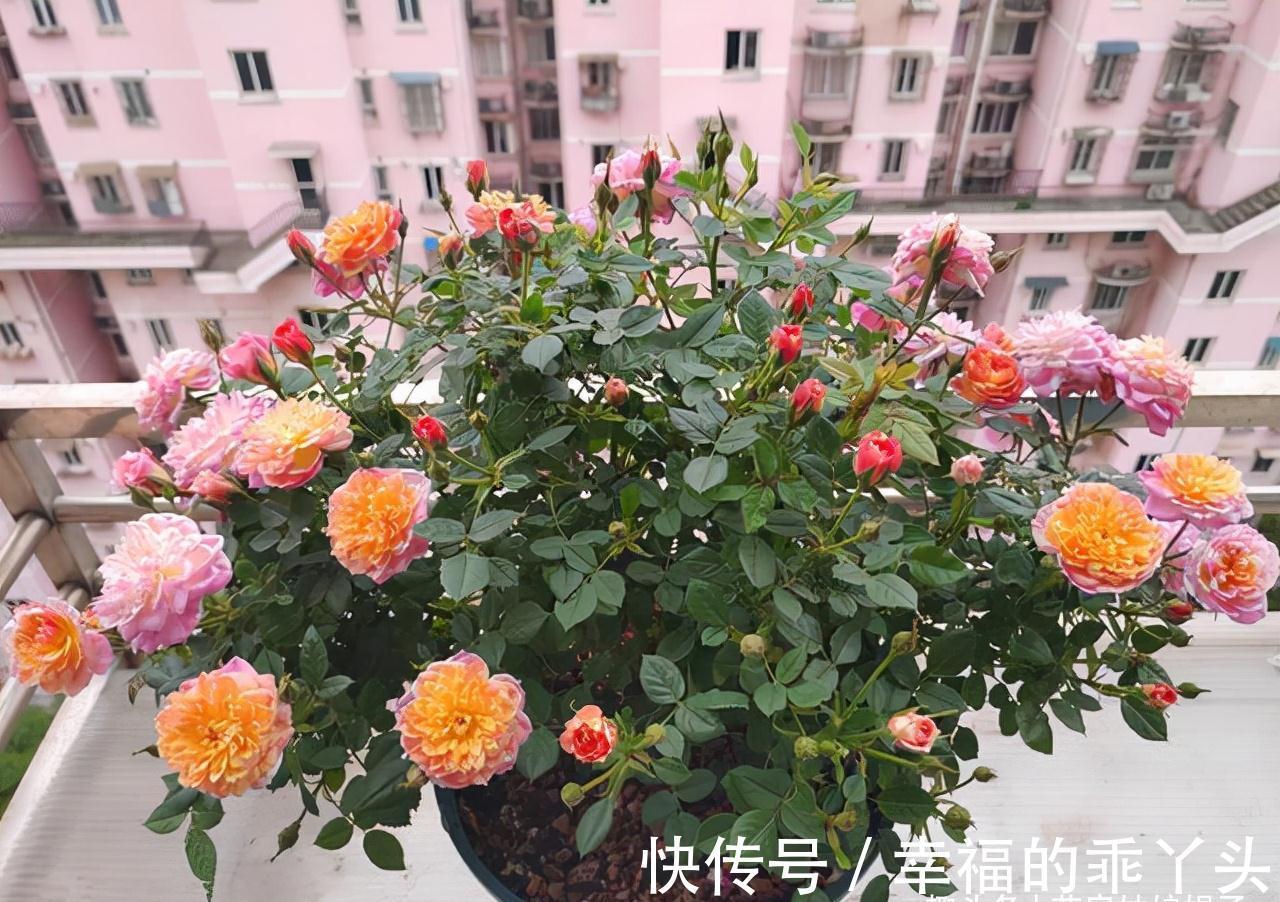 在家中养殖月季的窍门：不要再扯月季花的黄叶了，否则长势会变弱