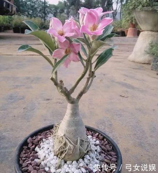 夏季养殖蟹爪兰、沙漠玫瑰、仙客来、君子兰,少浇水反而长得好