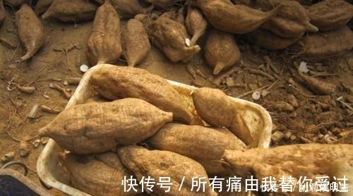 中医|价值堪比“人参”的中药材，被国外当垃圾，不惜花费重金清理！