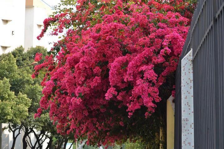3种爬藤花是“开花大王”，阳台养几盆，半年成花墙！