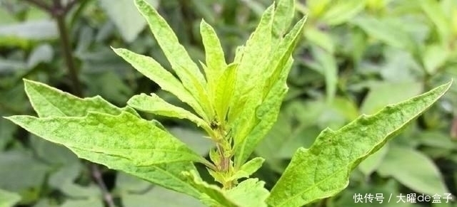 得了“脚气”奇痒无比别慌,农村一常见野草,用它煮水帮您搞定