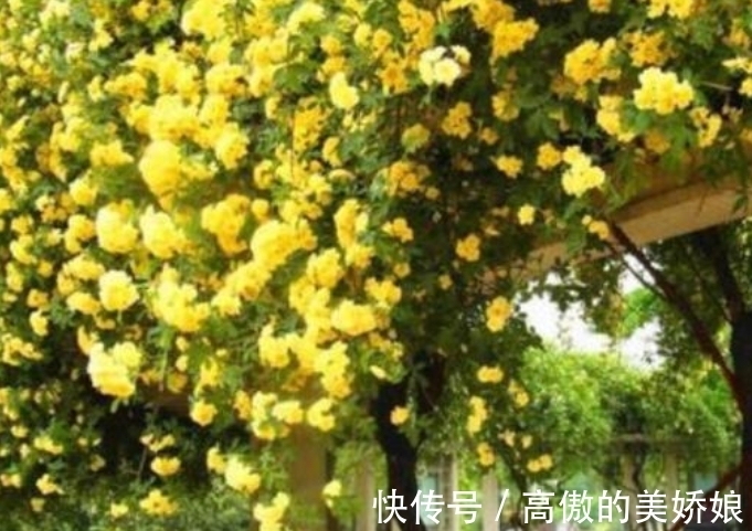 桂花|4种花养家里，福旺运旺财更旺，家里财运亨通，旺运一整年