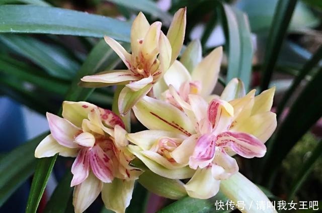 6种兰花,一开花香飘满屋,越养越值钱!6种兰花,一开花香飘满屋,越养越值钱!