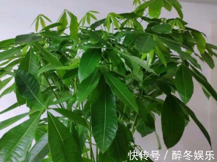 百合花|养花就养4种花，家里养一盆，花美心情好，一养就上瘾