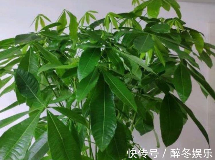 百合花|养花就养4种花,家里养一盆,花美心情好,一养就上瘾