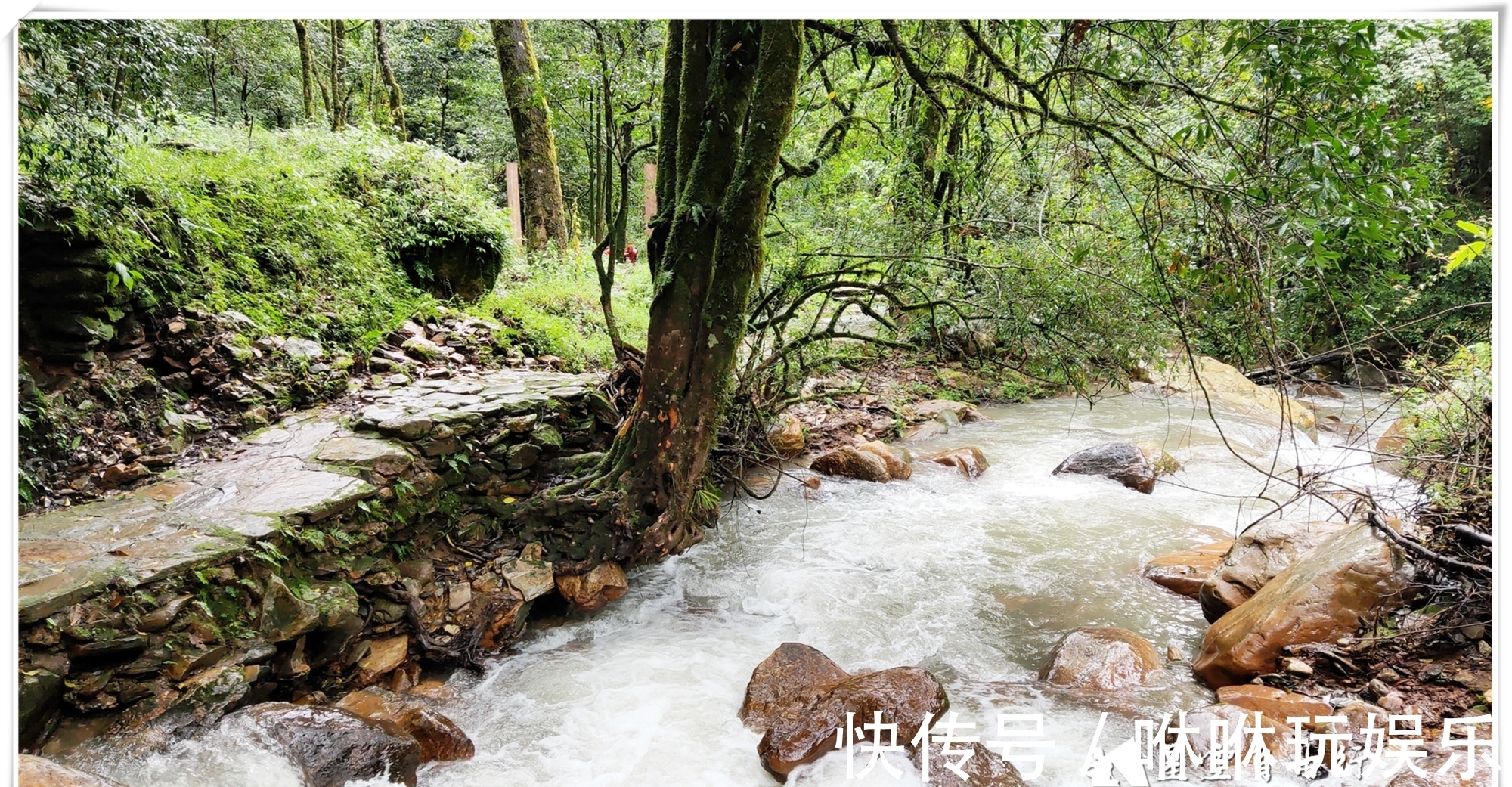 原始森林|自驾云南新平哀牢山，在雨中走茶马古道、体会马帮伙计的辛酸苦辣