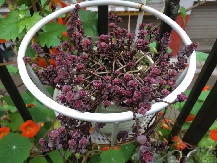 养多肉会上瘾，3年养了500多盆，既美化了环境又愉悦了心境！