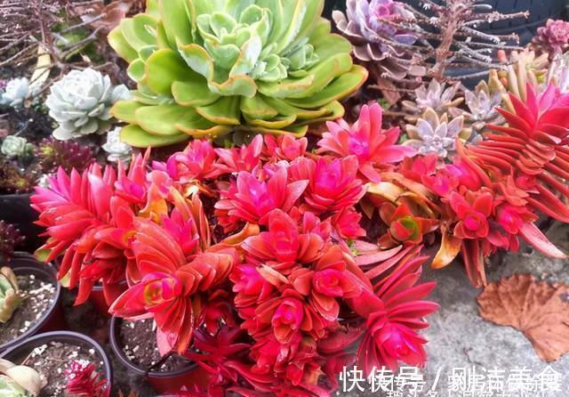 多肉冻成冰糖葫芦，三动作“快速化冻”不黑腐，缀成群头小老桩