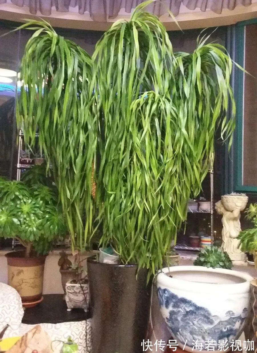 龟背竹|30年的芦荟，20年的龟背竹，硬生生把花养成了树！