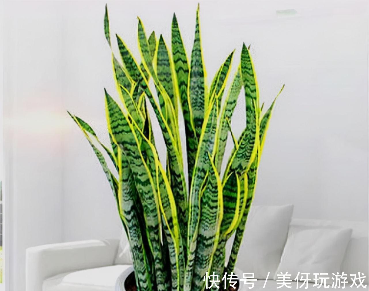 人养花,花亦养人!这八种“能养人”的健康花,建议至少养一种