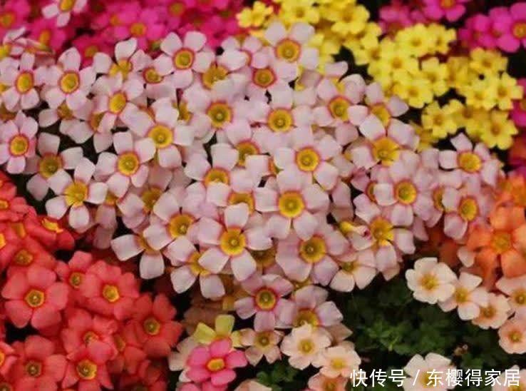 4种花养家里,比香水还好闻,满屋飘香,花开一茬接一茬!