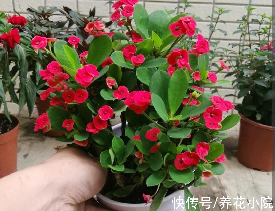 7种“懒人花”,养起来省心,开花还漂亮