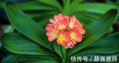 怎么让君子兰根壮叶厚？浇点有机水，效果一级棒，立竿见影