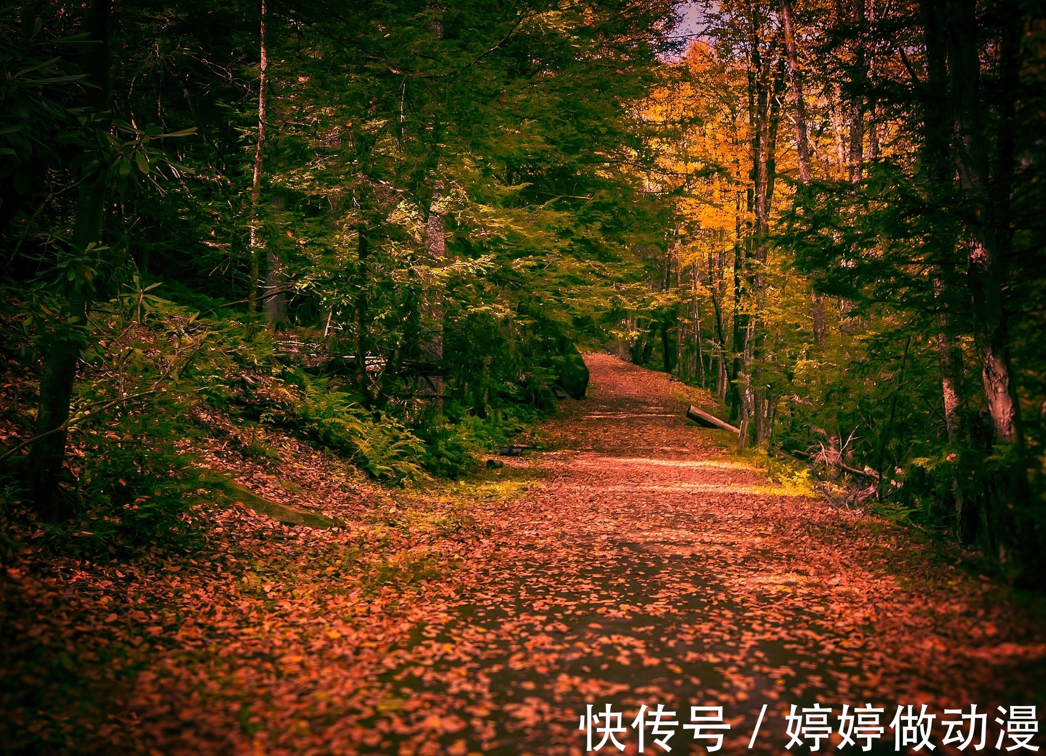 大熊猫|一文搞清楚四川超过二十个顶级红叶景区，没有九寨黄龙什么事