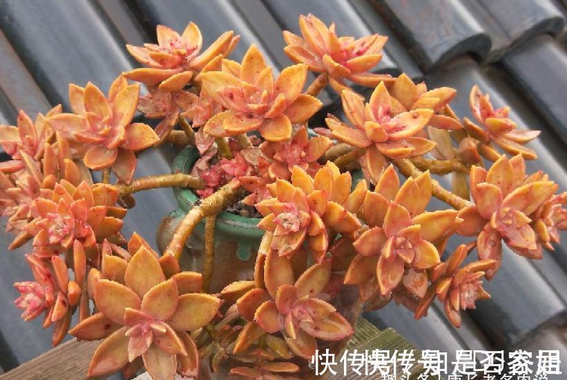 茎秆|多肉铭月皮实又常见,但养好了同样好看,我就喜欢这种好养的多肉