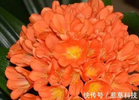 夏季|夏天养护君子兰有讲究，这几点千万要做好，否则难以安全度夏