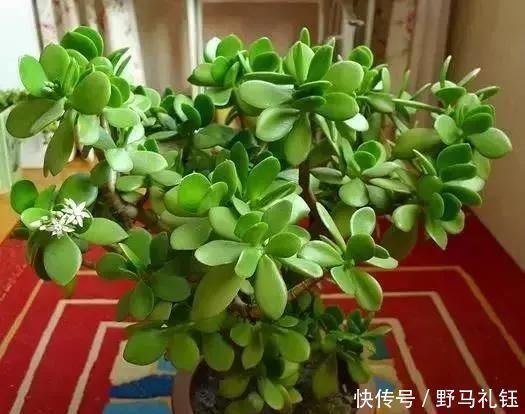 发财树|富裕家庭,这“3种花”会养在客厅,个个寓意好,胜过发财树