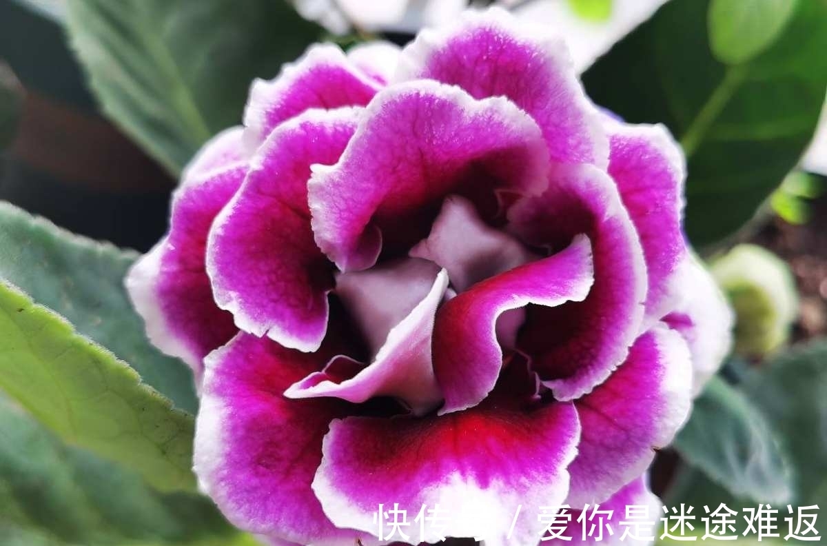 4种花得旱养,浇水越多植物越危险,容易烂根