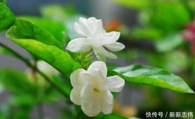 香水|5种花比香水还好闻,一开就是大半年,四季有花赏,花美心情好