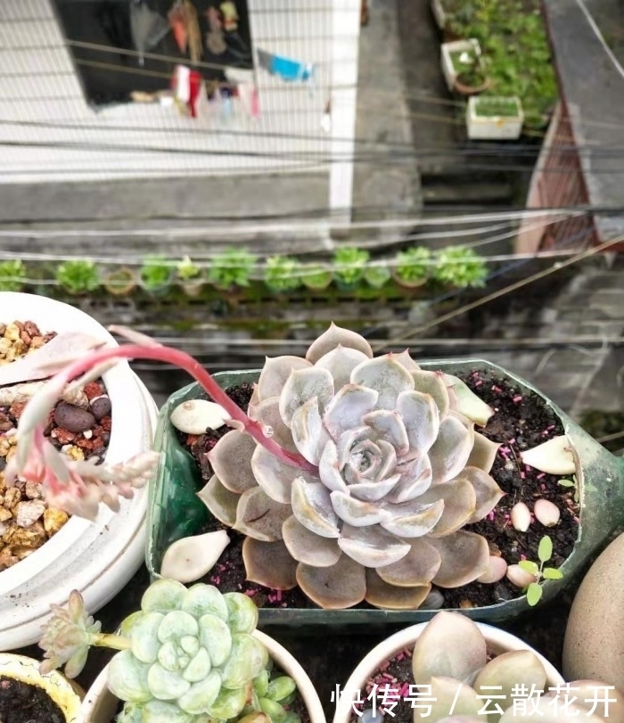 免费的多肉,总是活得特别好