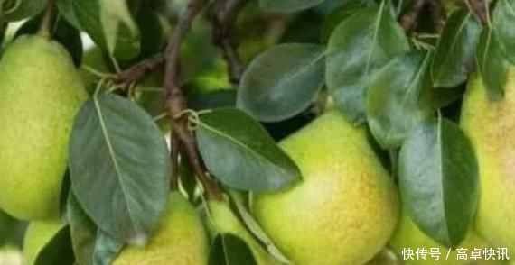 微量元素|抽烟的人,吃以下4种水果,排出体内20年烟毒,早吃早受益
