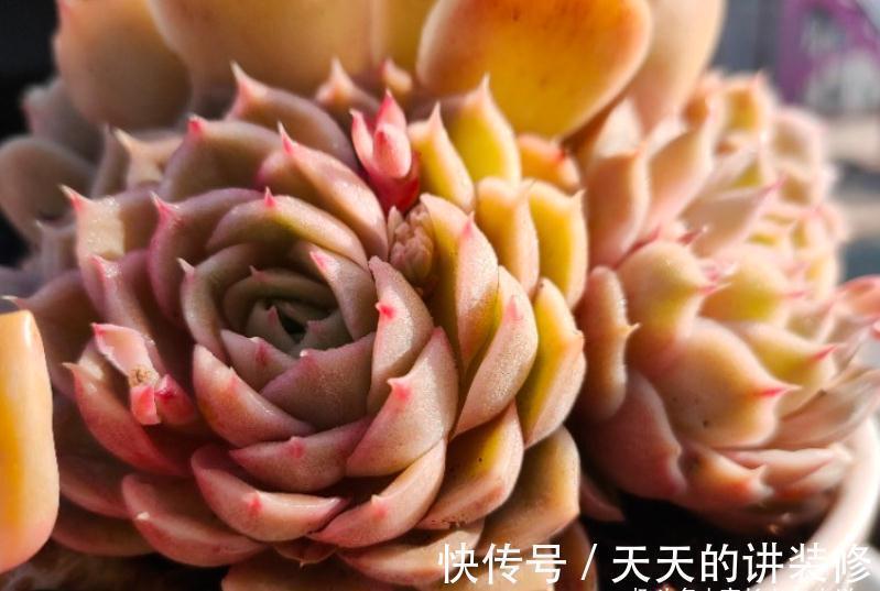 多肉|多肉防徒长的最佳方法只有一个——按部就班地养,它们才不会徒长