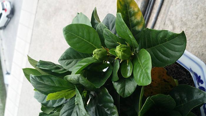 药片|此4种药片过期也别扔,兑一兑水浇在黄叶烂根上,花越开越多