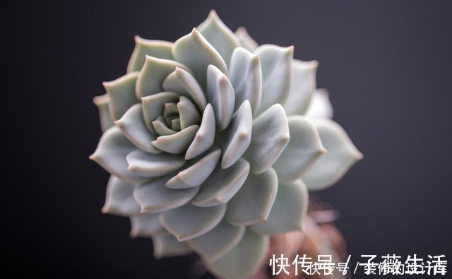 多肉植物换盆别忘了做1件事,15天服盆,侧芽长不停