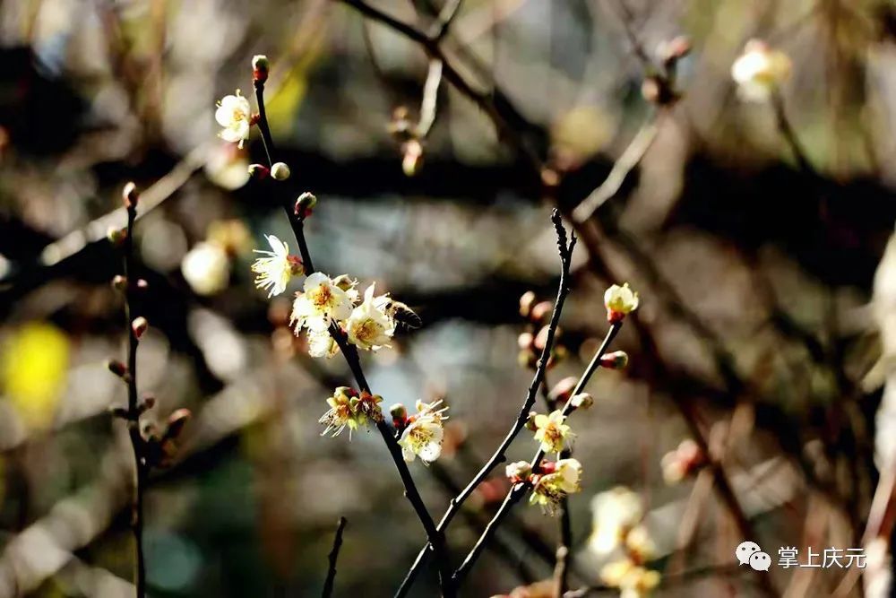 梅花|快看！濛洲公园的梅花开了