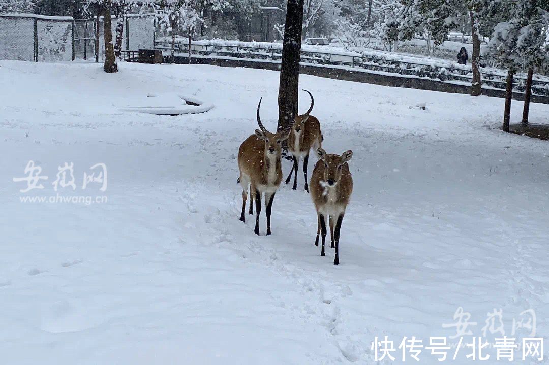 合肥野生动物园|合肥野生动物园2月8日上午10点恢复开园