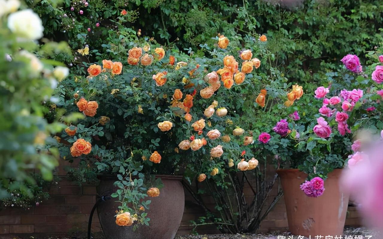 一个家里能栽得下去多少品种的月季？朋友家的小花园告诉你