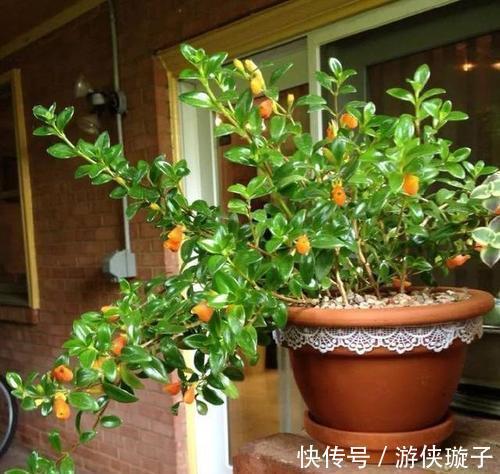 金鱼吊兰的扦插方法,让更多的枝头挂满可爱的小金鱼