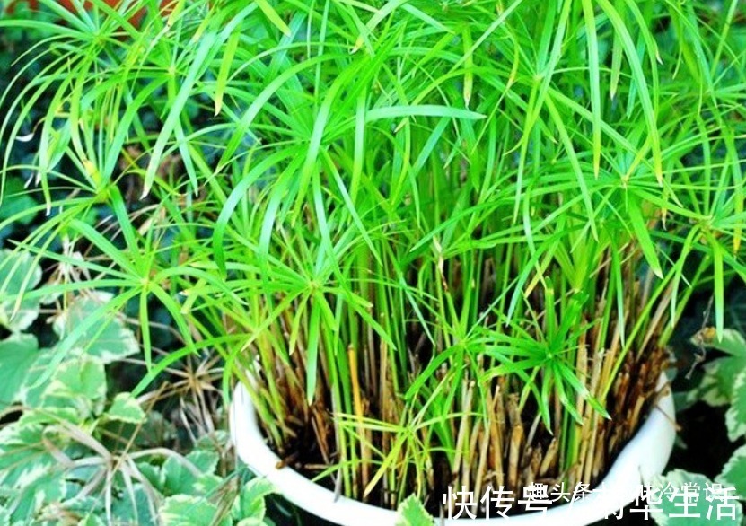 新手|这五种喜欢水的植物，随便浇水都不怕，适合新手养