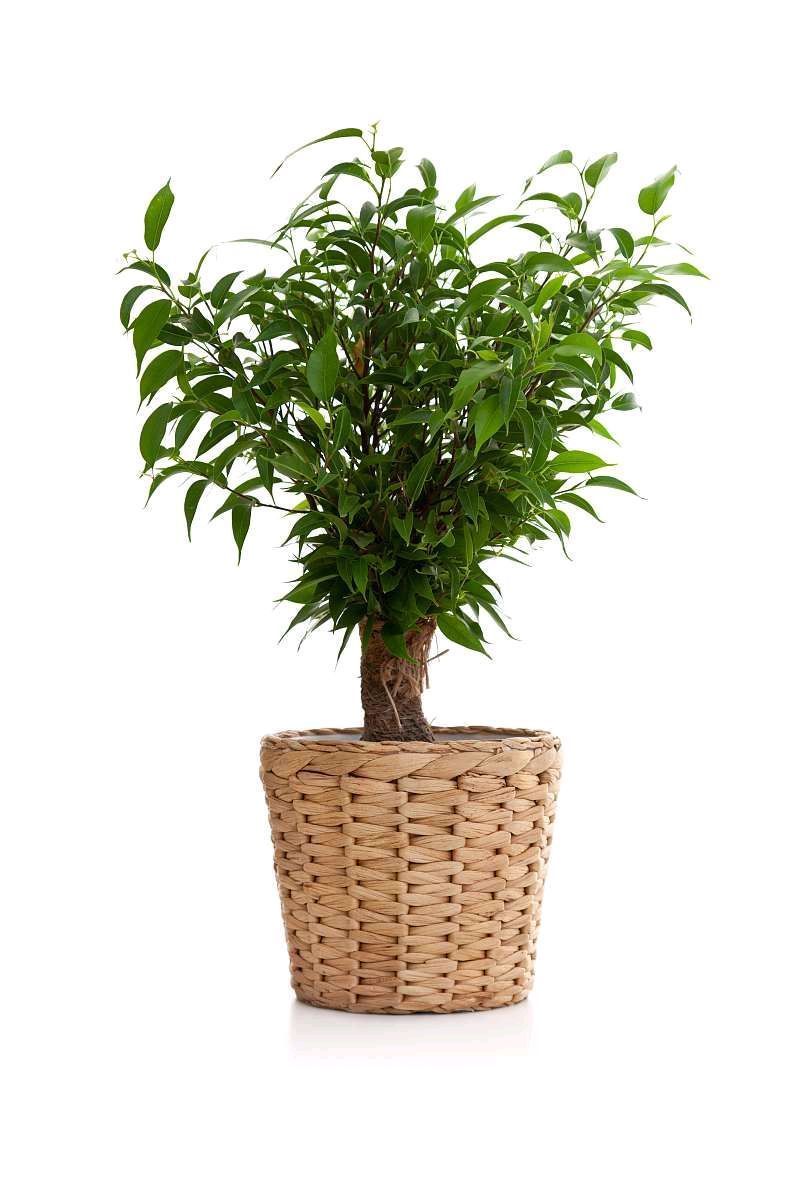 这6种花，是净化空气的小能手，为了健康，家里一定要放一盆