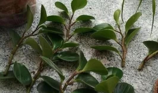 养花爱好者看过来这15种花现在“扦插”,生根快,一个周就长芽