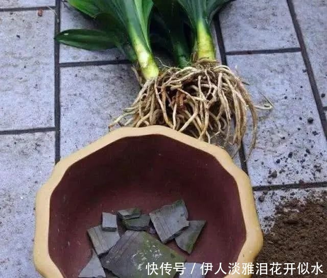君子兰|给君子兰换盆,3个错误不能犯,要不然伤根又黄叶