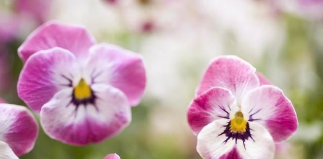 下雪才好看的3种花,想让花开的美,别早早搬入室内