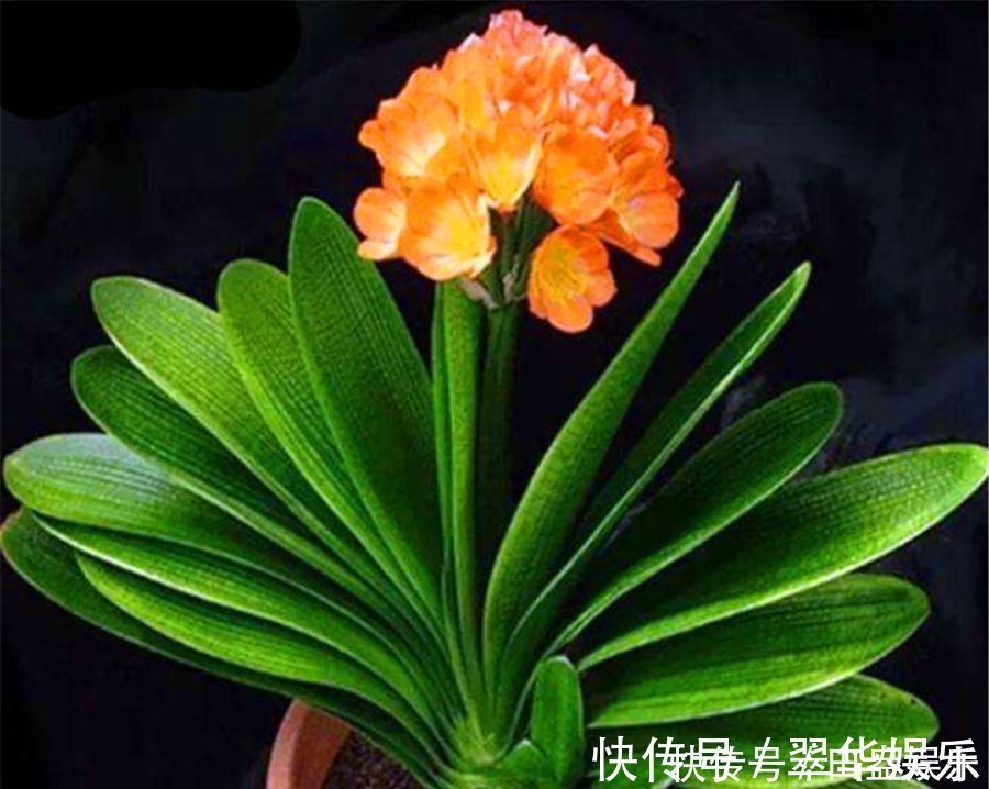 光亮|君子兰有“4怕”,难怪叶子长歪还夹箭,学会了叶片光亮顺利开花