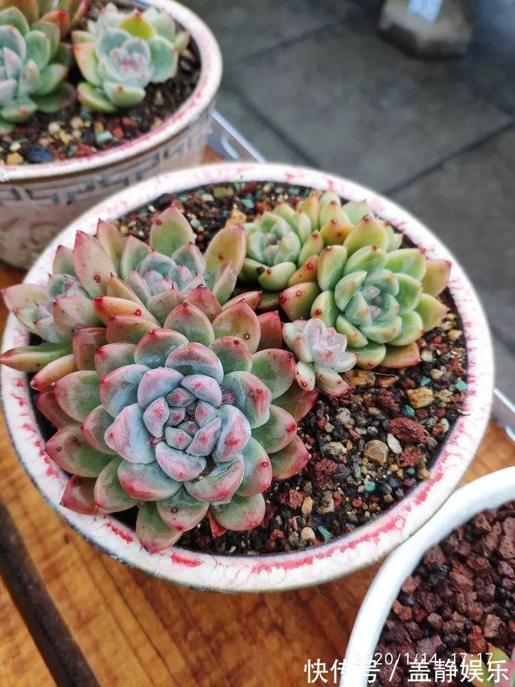 多肉是戒不掉的瘾！多肉小白入坑一年小记！