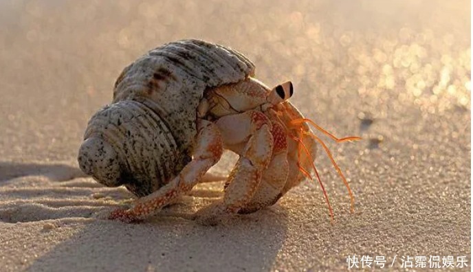  海蟹|开海后常见的海蟹种类有哪些哪种螃蟹最好吃