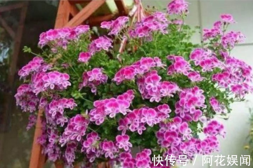 “4种花”吊起来养,漂亮不占地,一次开花300朵,美爆阳台!