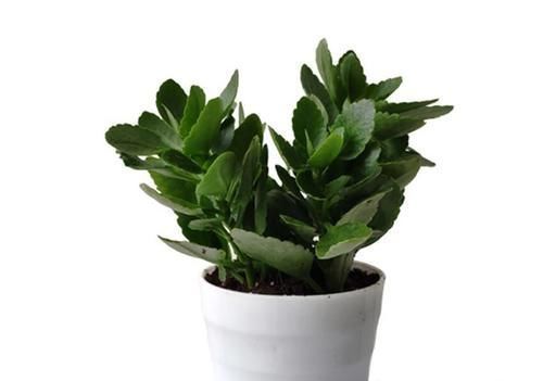 移栽|四种花一年四季能插扦,生根很容易,掌握方法才是重点