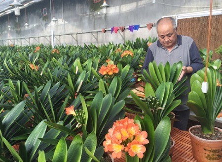 君子兰需要分时期来养，土壤很关键，记住以下4点能养活千盆