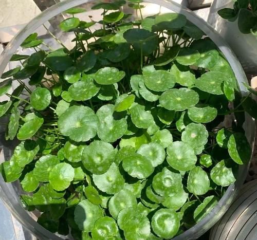 铜钱草养不好，给你支一招，只需做好两点就够了